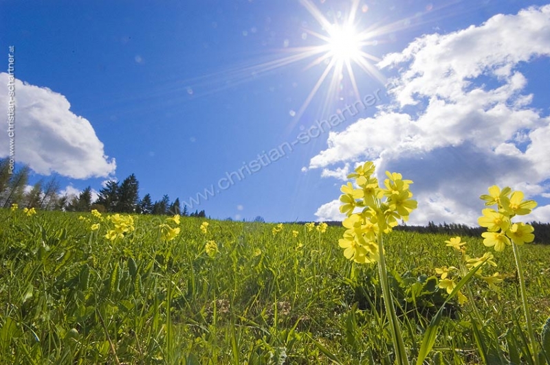Fruehling