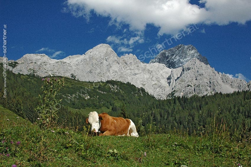 Sommer